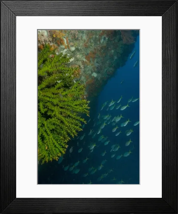 Framed Print : Underwater arch, tubastrea coral and Blue-gold fusiliers, Raja Ampat region of Papua Framed Print : Underwater arch, tubastrea coral and Blue-gold fusiliers, Raja Ampat region of Papua