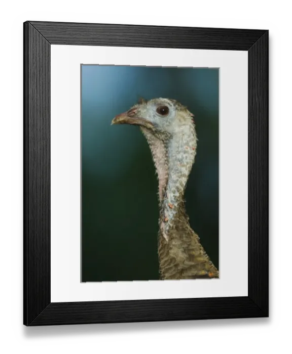 Framed Print : Wild Turkey, Meleagris gallopavo, female, Willacy County, Rio Grande Valley, Texas, USA Framed Print : Wild Turkey, Meleagris gallopavo, female, Willacy County, Rio Grande Valley, Texas, USA