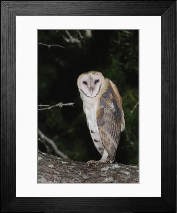 Framed Print : Barn Owl, Tyto alba, adult, Willacy County, Rio Grande Valley, Texas, USA, May Framed Print : Barn Owl, Tyto alba, adult, Willacy County, Rio Grande Valley, Texas, USA, May