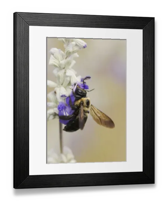 Framed Print : Carpenter Bee, Xylocopa virginica, feeding on Mealy sage (Salvia farinacea), Uvalde County Framed Print : Carpenter Bee, Xylocopa virginica, feeding on Mealy sage (Salvia farinacea), Uvalde County