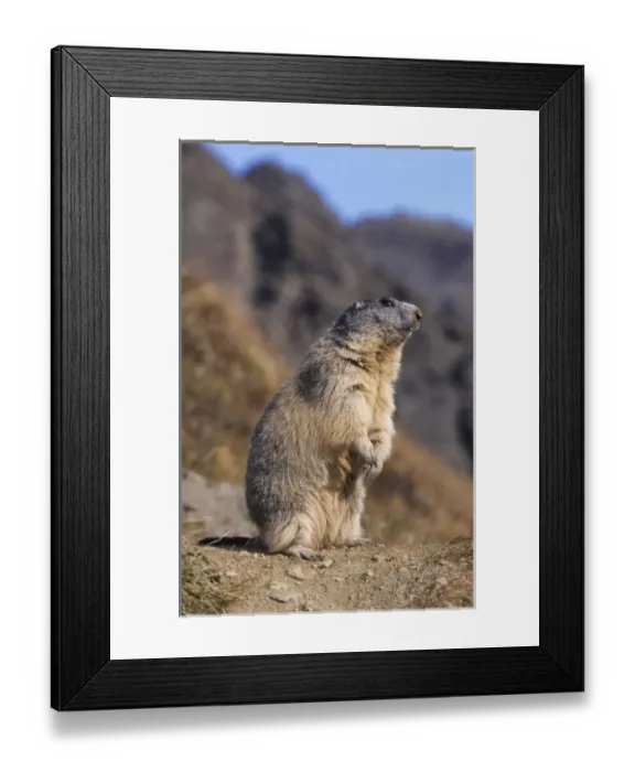 Framed Print : Alpine Marmot, Marmota marmota, adult standing up calling, Ss Fee, Switzerland Framed Print : Alpine Marmot, Marmota marmota, adult standing up calling, Ss Fee, Switzerland