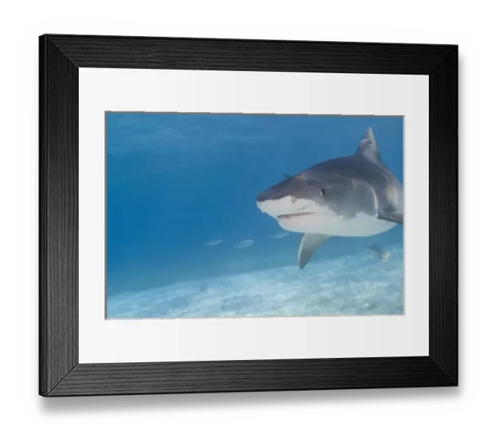 Framed Print : Tiger Sharks (Galeocerdo cuvier) Northern Bahamas (RF) Framed Print : Tiger Sharks (Galeocerdo cuvier) Northern Bahamas (RF)