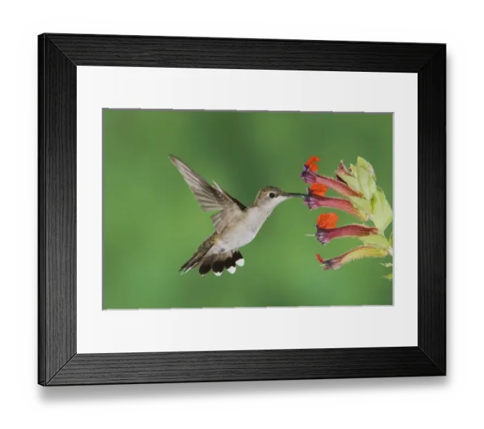 Framed Print : Annas Hummingbird, Calypte anna, male in flight feeding on flower, Tucson, Arizona Framed Print : Annas Hummingbird, Calypte anna, male in flight feeding on flower, Tucson, Arizona