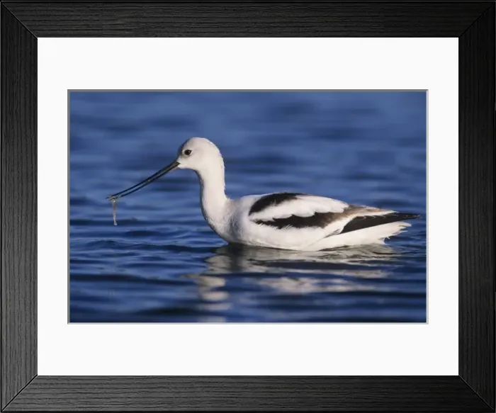 Framed Print : American Avocet (Recurvirostra americana), adult winter plumage, Rockport, Texas Framed Print : American Avocet (Recurvirostra americana), adult winter plumage, Rockport, Texas