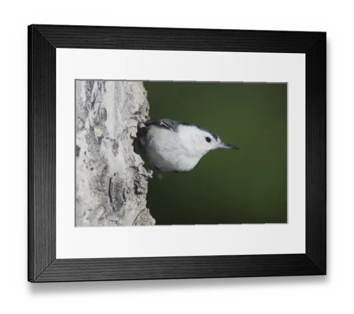 Framed Print : White-breasted Nuthatch, Sitta carolinensis, adult male on aspen tree, Rocky Mountain National Park Framed Print : White-breasted Nuthatch, Sitta carolinensis, adult male on aspen tree, Rocky Mountain National Park