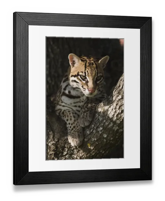 Framed Print : Nature, Fauna Framed Print : Nature, Fauna