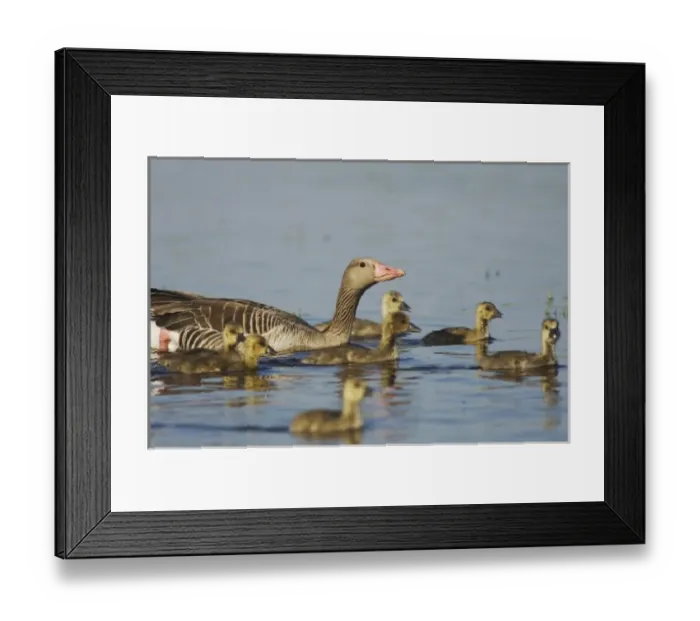 Framed Print : Greylag Goose, Anser anser, National Park Lake Neusiedl, Burgenland, Austria, April Framed Print : Greylag Goose, Anser anser, National Park Lake Neusiedl, Burgenland, Austria, April