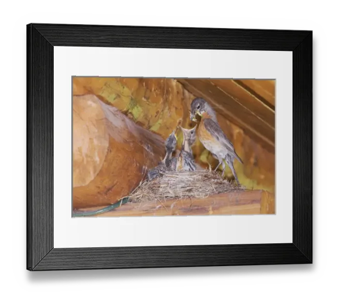 Framed Print : American Robin, Turdus migratorius, female with young on nest at Log Cabin, Glacier National Park