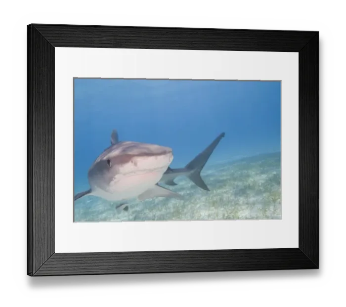 Framed Print : Tiger Sharks (Galeocerdo cuvier) Northern Bahamas (RF) Framed Print : Tiger Sharks (Galeocerdo cuvier) Northern Bahamas (RF)