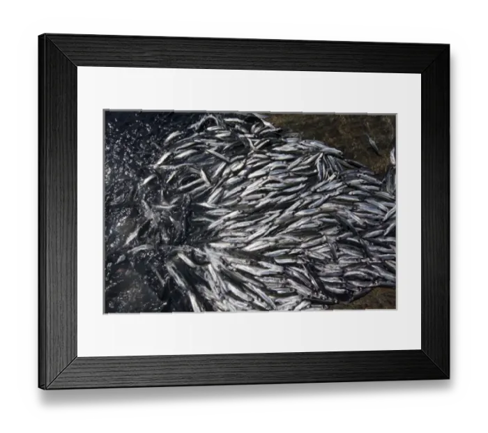 Framed Print : Greenland, Shoals of spawning Capelin (Mallotus villosus) beach themselves on rocky Framed Print : Greenland, Shoals of spawning Capelin (Mallotus villosus) beach themselves on rocky