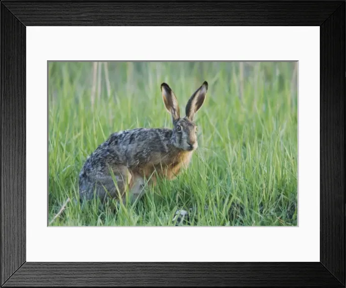 Framed Print : Nature, Fauna Framed Print : Nature, Fauna
