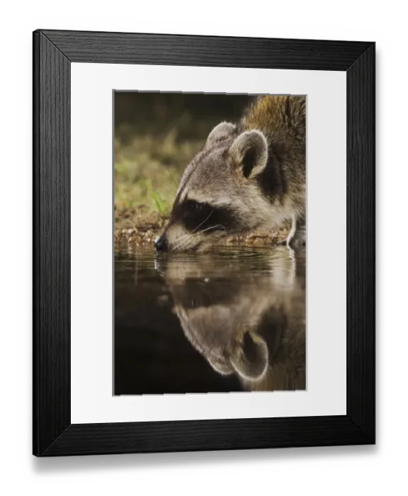 Framed Print : Nature, Fauna