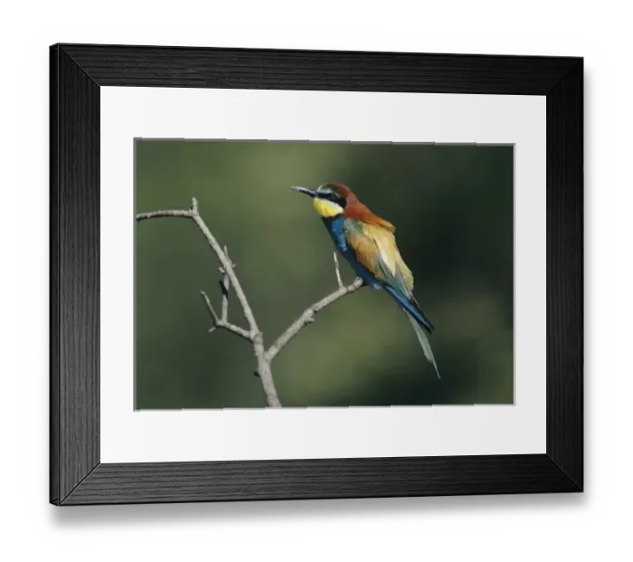 Framed Print : European Bee-eater, Merops apiaster, adult, Scrivia River, Italy, May Framed Print : European Bee-eater, Merops apiaster, adult, Scrivia River, Italy, May