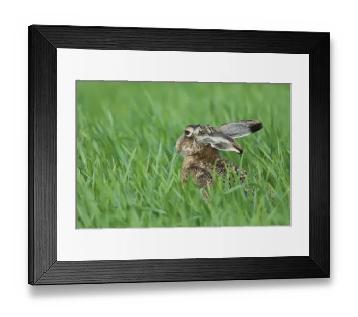 Framed Print : Brown Hare, Lepus europaeus, adult in meadow eating, National Park Lake Neusiedl Framed Print : Brown Hare, Lepus europaeus, adult in meadow eating, National Park Lake Neusiedl