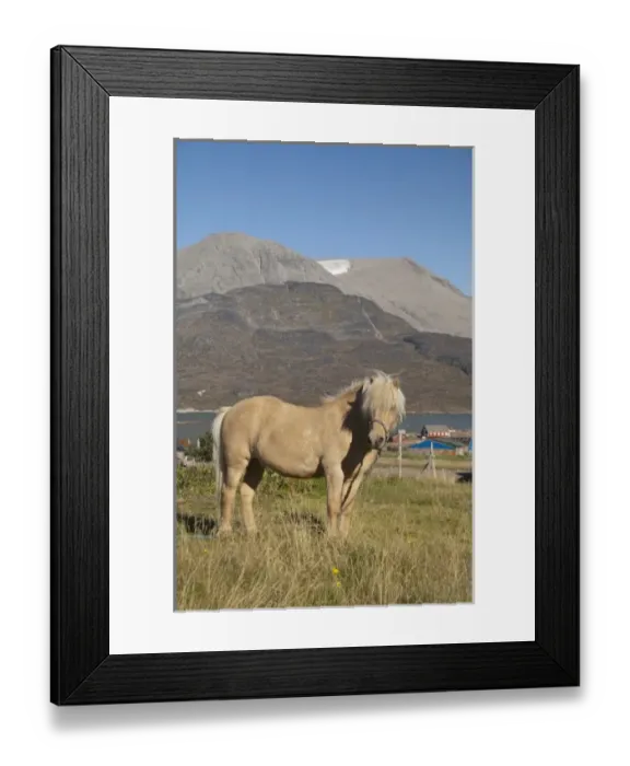 Framed Print : Greenland, Igaliku (aka Igaliko). Settlement known for ruins of Gardar Framed Print : Greenland, Igaliku (aka Igaliko). Settlement known for ruins of Gardar