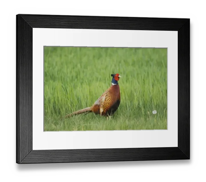 Framed Print : Nature, Fauna Framed Print : Nature, Fauna