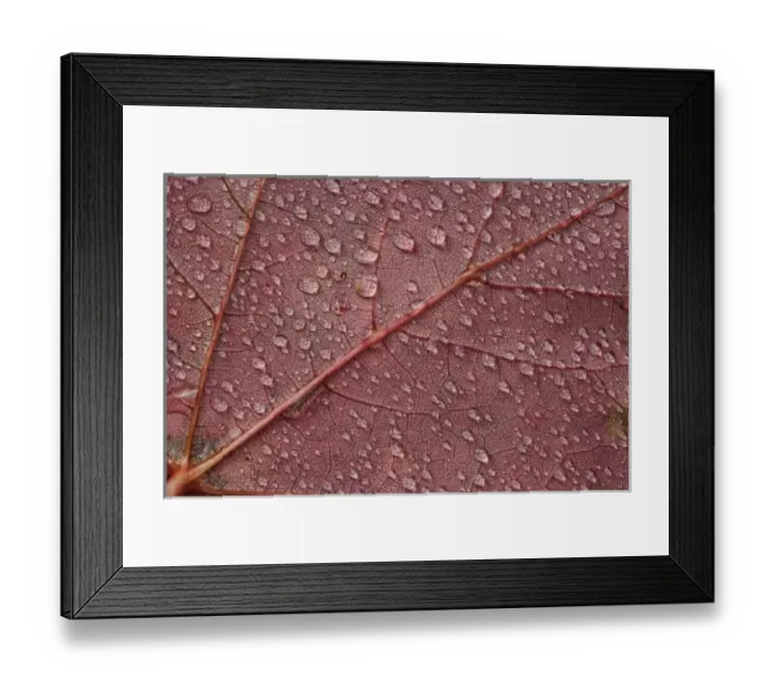 Framed Print : Water drops on red maple leaf, A Framed Print : Water drops on red maple leaf, A