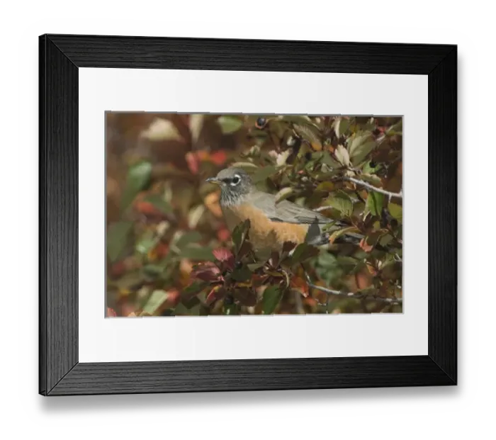 Framed Print : Nature, Fauna Framed Print : Nature, Fauna