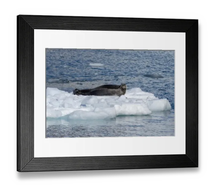 Framed Print : Greenland, Prince Christian Sound (aka Prins Christian Sund). Lone bearded seal on iceberg (wild Framed Print : Greenland, Prince Christian Sound (aka Prins Christian Sund). Lone bearded seal on iceberg (wild