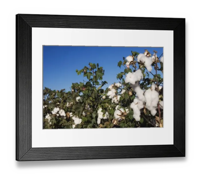 Framed Print : Cotton Plant, Gossypium hirsutum, cotton field, Lubbock, Panhandle, Texas, USA