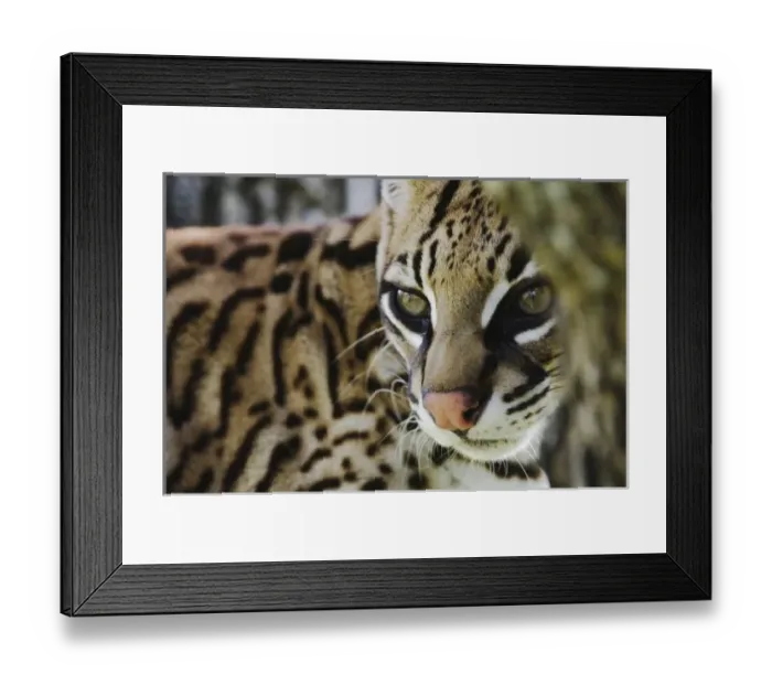 Framed Print : Nature, Fauna Framed Print : Nature, Fauna