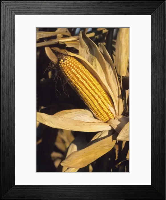 Framed Print : Lifestyle, Occupation, Business Framed Print : Lifestyle, Occupation, Business