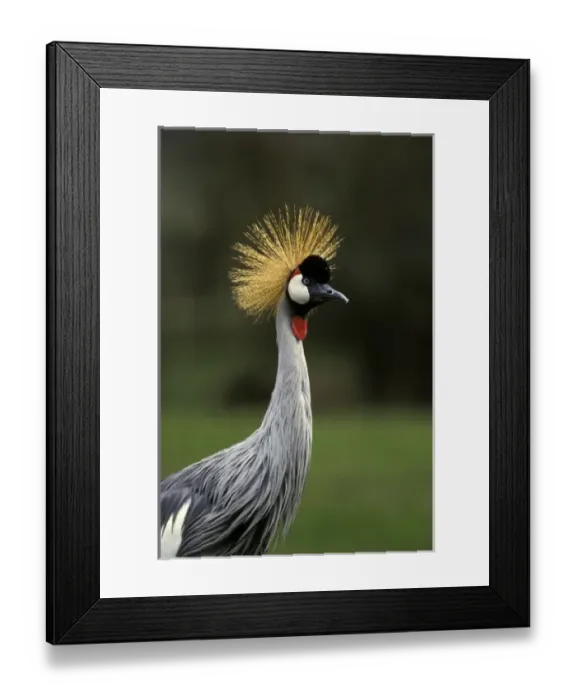 Framed Print : Nature, Fauna Framed Print : Nature, Fauna