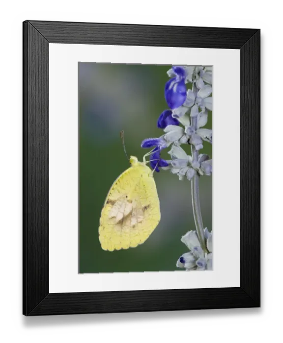 Framed Print : Sleepy Orange, Eurema nicippe, adult on Mealy sage (Salvia farinacea), Uvalde County Framed Print : Sleepy Orange, Eurema nicippe, adult on Mealy sage (Salvia farinacea), Uvalde County
