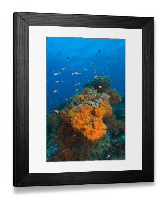 Framed Print : Profuse and colorful soft corals (Dendronepthya sp. ) and schooling Anthias fish Framed Print : Profuse and colorful soft corals (Dendronepthya sp. ) and schooling Anthias fish