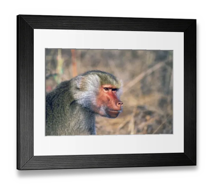 Framed Print : Nature, Fauna