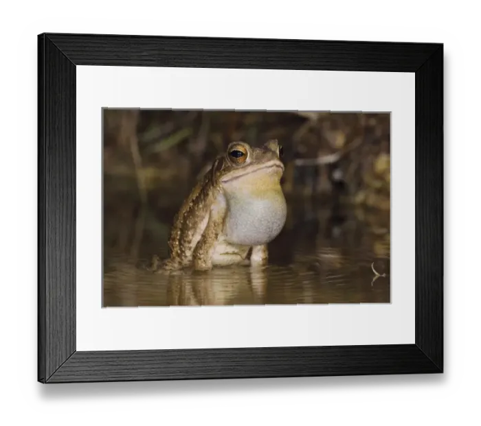 Framed Print : Nature, Fauna Framed Print : Nature, Fauna