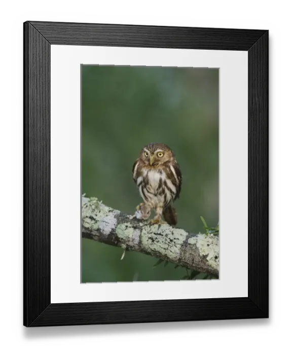 Framed Print : Ferruginous Pygmy-Owl, Glaucidium brasilianum, adult, Willacy County, Rio Grande Valley Framed Print : Ferruginous Pygmy-Owl, Glaucidium brasilianum, adult, Willacy County, Rio Grande Valley