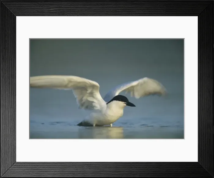 Framed Print : Gull-billed Tern, Sterna nilotica, adult bathing, Welder Wildlife Refuge, Sinton