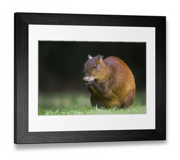 Framed Print : Central American Agouti, Dasyprocta punctata, adult eating, Bosque de Paz, Central Valley