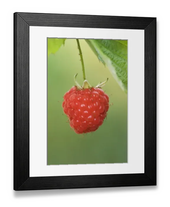 Framed Print : Nature, Fauna Framed Print : Nature, Fauna