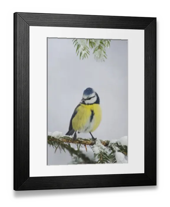 Framed Print : Blue Tit, Parus caeruleus, adult on sprouse branch with snow, Oberaegeri, Switzerland Framed Print : Blue Tit, Parus caeruleus, adult on sprouse branch with snow, Oberaegeri, Switzerland