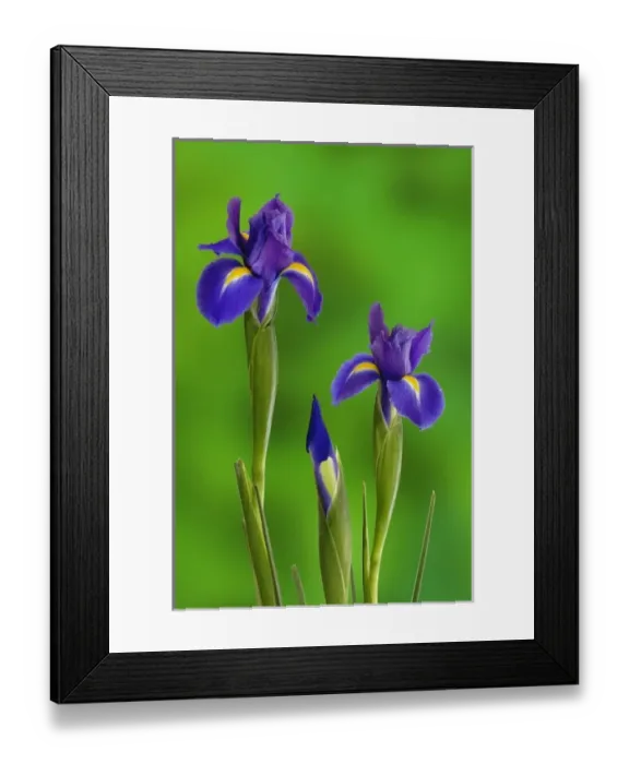 Framed Print : Iris Flowers Framed Print : Iris Flowers