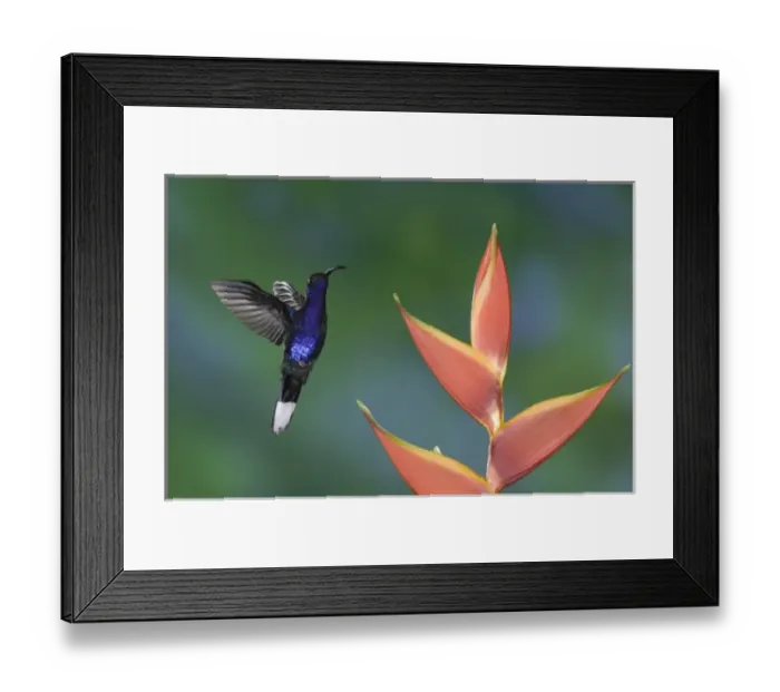 Framed Print : Violet Sabrewing, Campylopterus hemileucurus, male in flight feeding on Heliconia flower Framed Print : Violet Sabrewing, Campylopterus hemileucurus, male in flight feeding on Heliconia flower