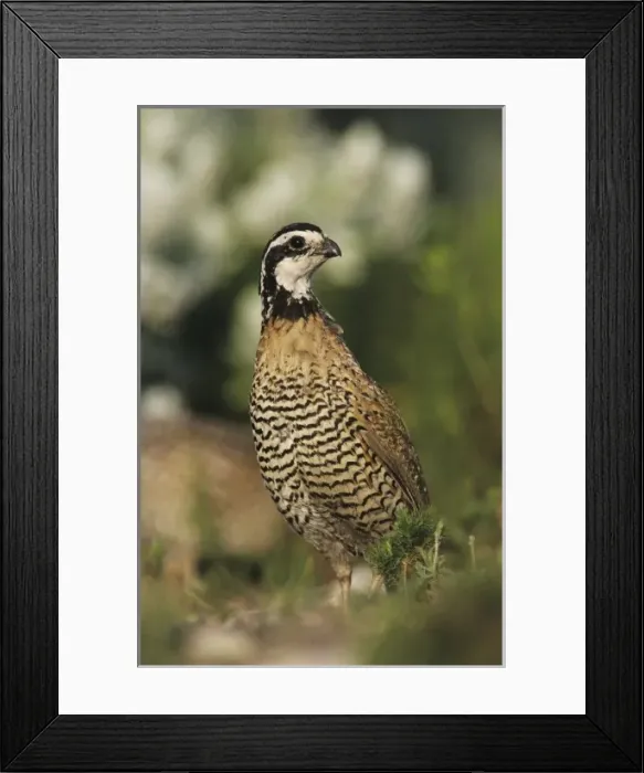Framed Print : Nature, Fauna