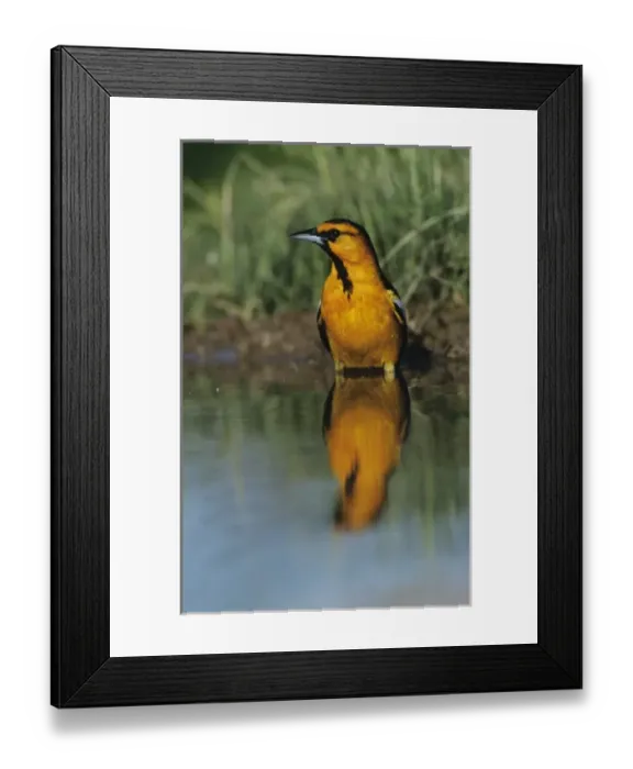 Framed Print : Bullocks Oriole, Icterus bullockii, male bathing, Starr County, Rio Grande Valley Framed Print : Bullocks Oriole, Icterus bullockii, male bathing, Starr County, Rio Grande Valley