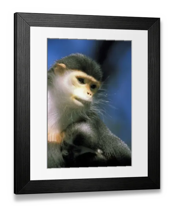 Framed Print : IndoChina. Douc Langur, or pygathrix nemaeus nemaeus