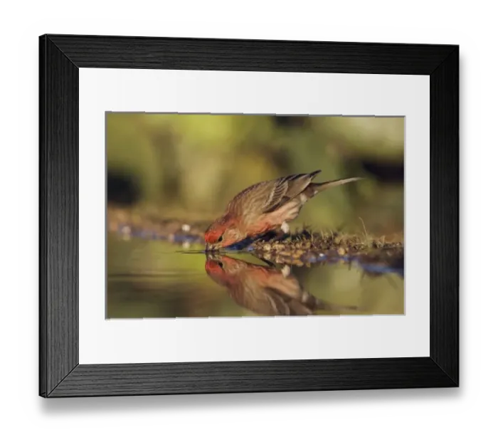 Framed Print : House Finch, Carpodacus mexicanus, male drinking, Uvalde County, Hill Country, Texas Framed Print : House Finch, Carpodacus mexicanus, male drinking, Uvalde County, Hill Country, Texas