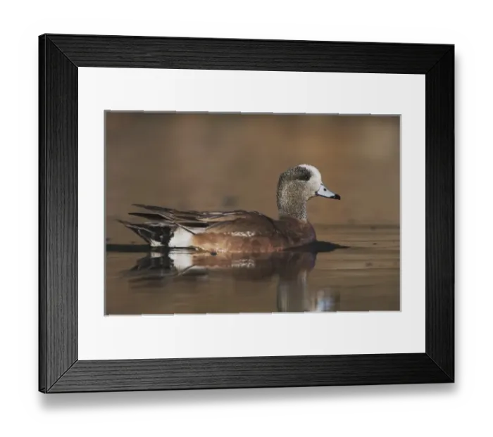 Framed Print : American Wigeon, Anas americana, adult swimming, Hill Country, Texas, USA, April Framed Print : American Wigeon, Anas americana, adult swimming, Hill Country, Texas, USA, April