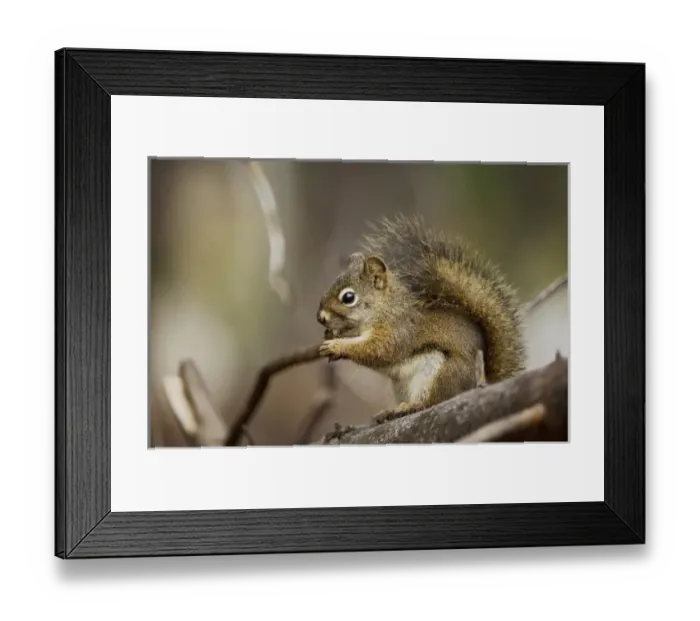 Framed Print : Nature, Fauna Framed Print : Nature, Fauna