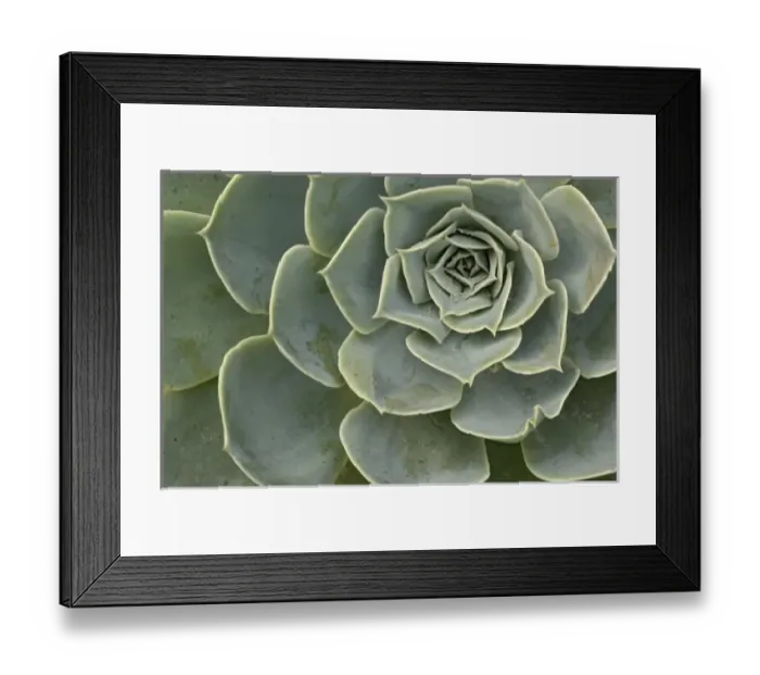 Framed Print : Cactus pattern Framed Print : Cactus pattern