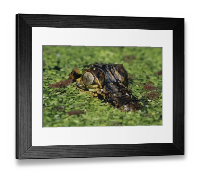 Framed Print : American Alligator, Alligator mississipiensis, young in duckweed camouflaged, Welder