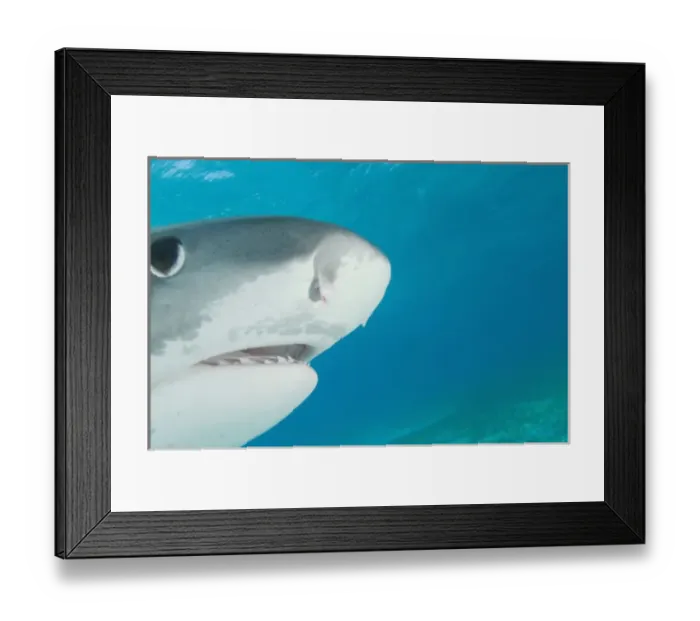 Framed Print : Tiger Sharks (Galeocerdo cuvier) Northern Bahamas (RF)