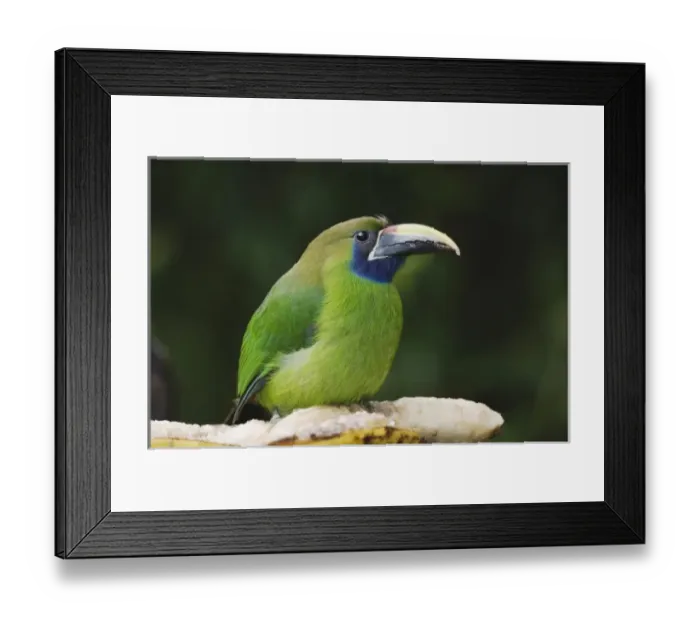 Framed Print : Nature, Fauna
