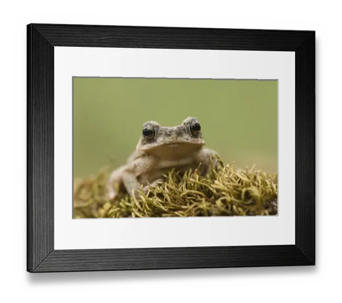 Framed Print : Nature, Fauna Framed Print : Nature, Fauna