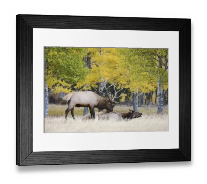 Framed Print : Nature, Fauna Framed Print : Nature, Fauna